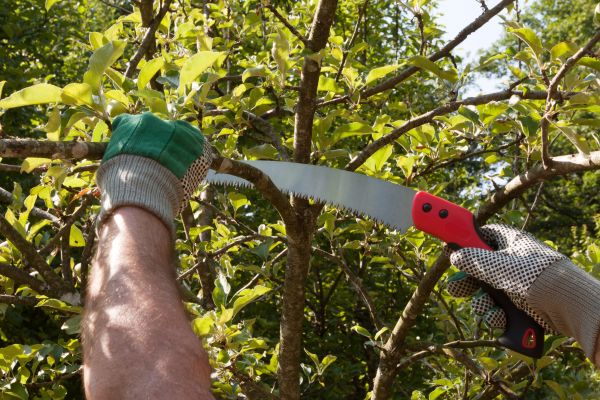 Apple Tree Trimming in Lake City
