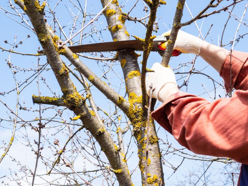 Arborist Inspecting a Tree