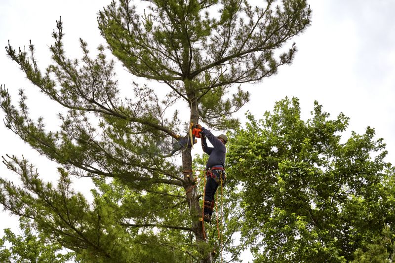 Precision Pruning by an Arborist