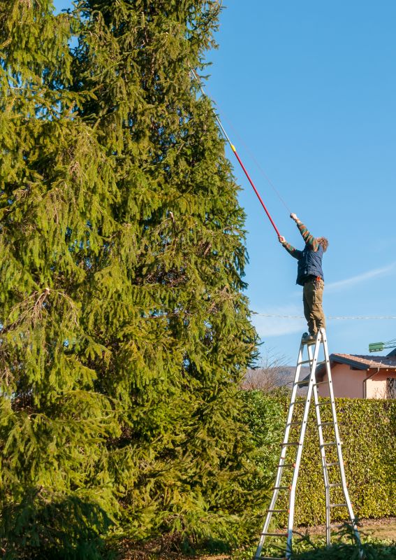 Healthy Tree after Trimming